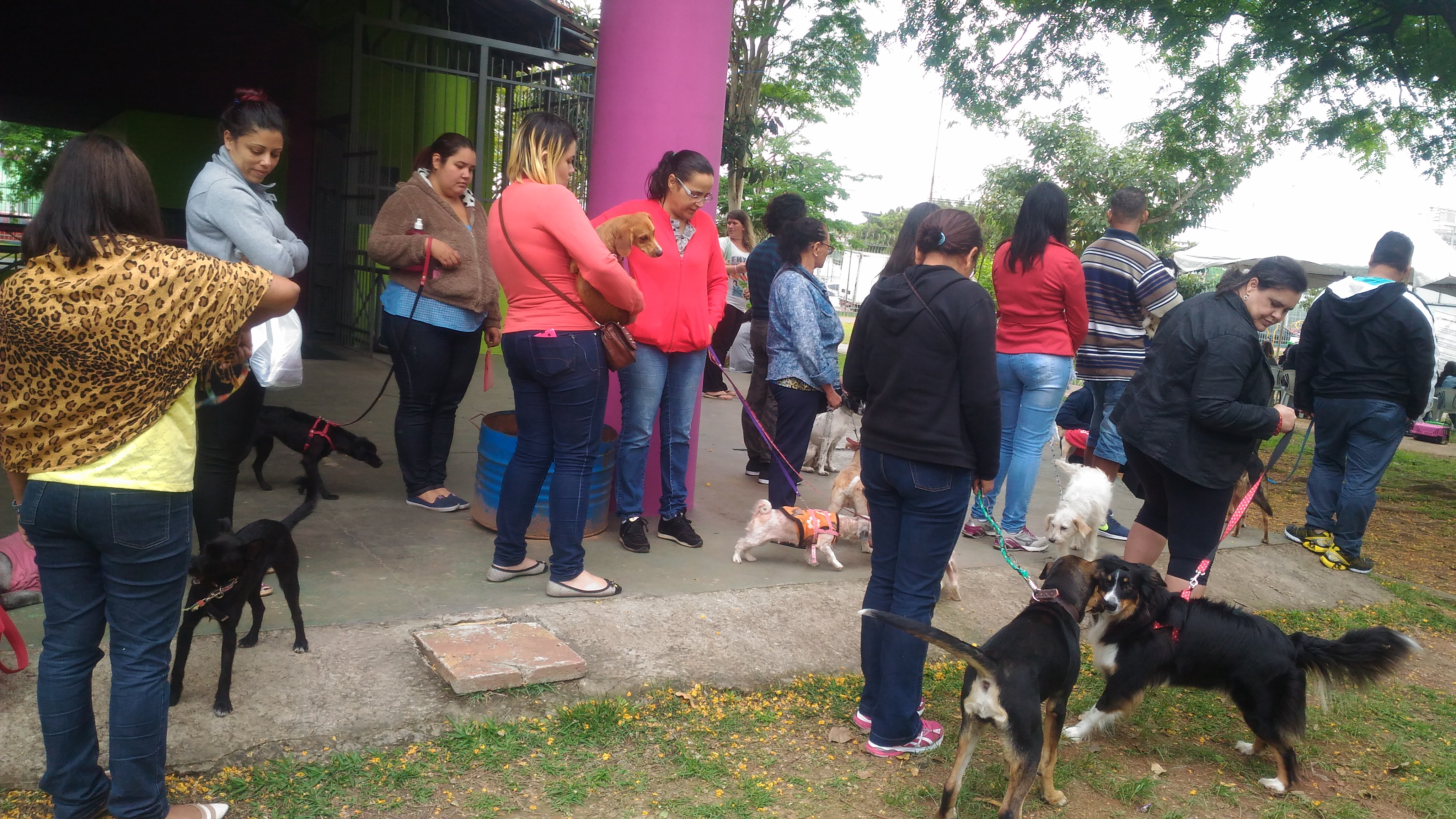 366 animais foram castrados na campanha mais recente da Prefeitura 