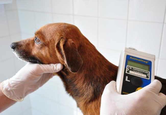 Conheça lei que obriga cães a terem microchip em Barueri