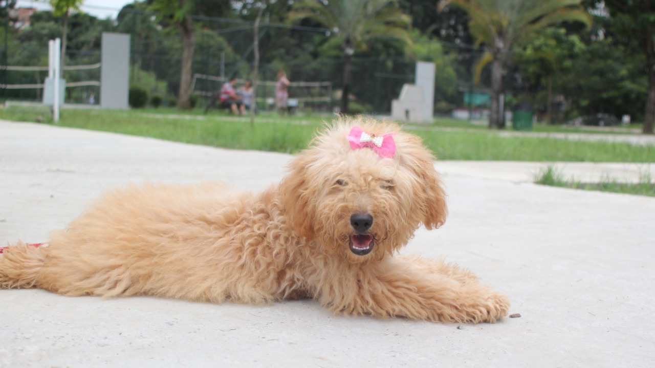 Agendamento para castração de cães e gatos em Barueri retorna em outubro