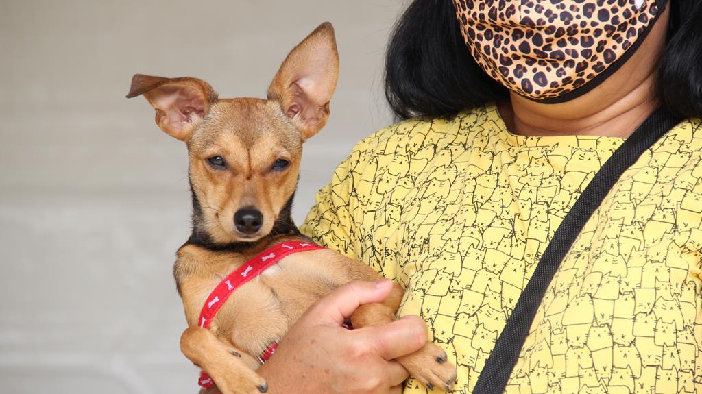 Castração: menos animais, porém mais saudáveis