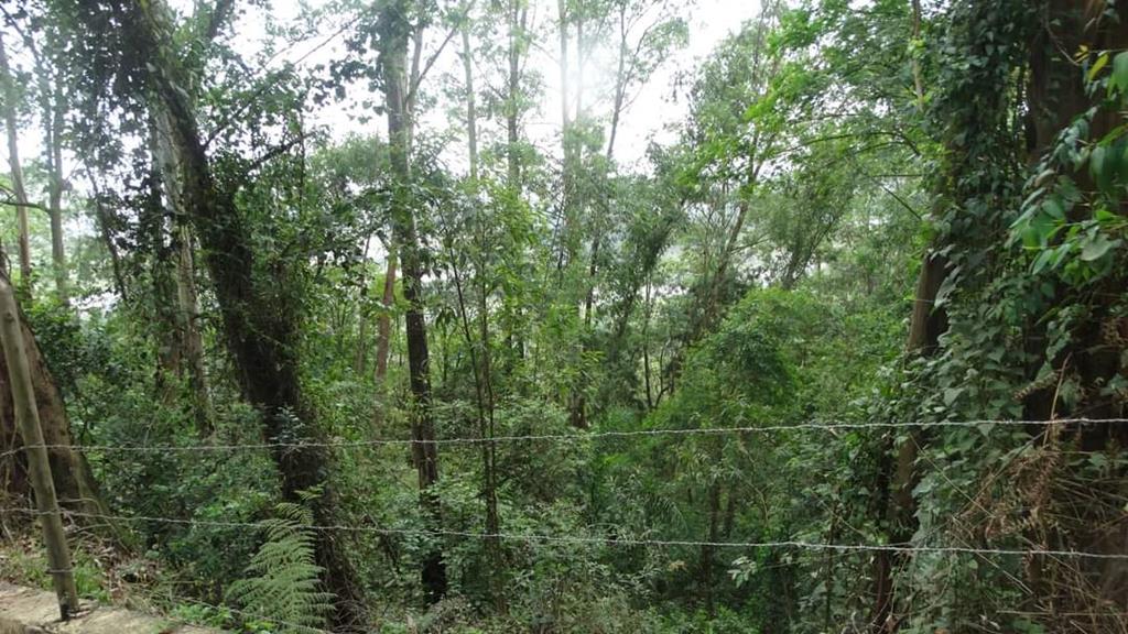 21.09: Dia da Árvore é alerta para conscientização ambiental