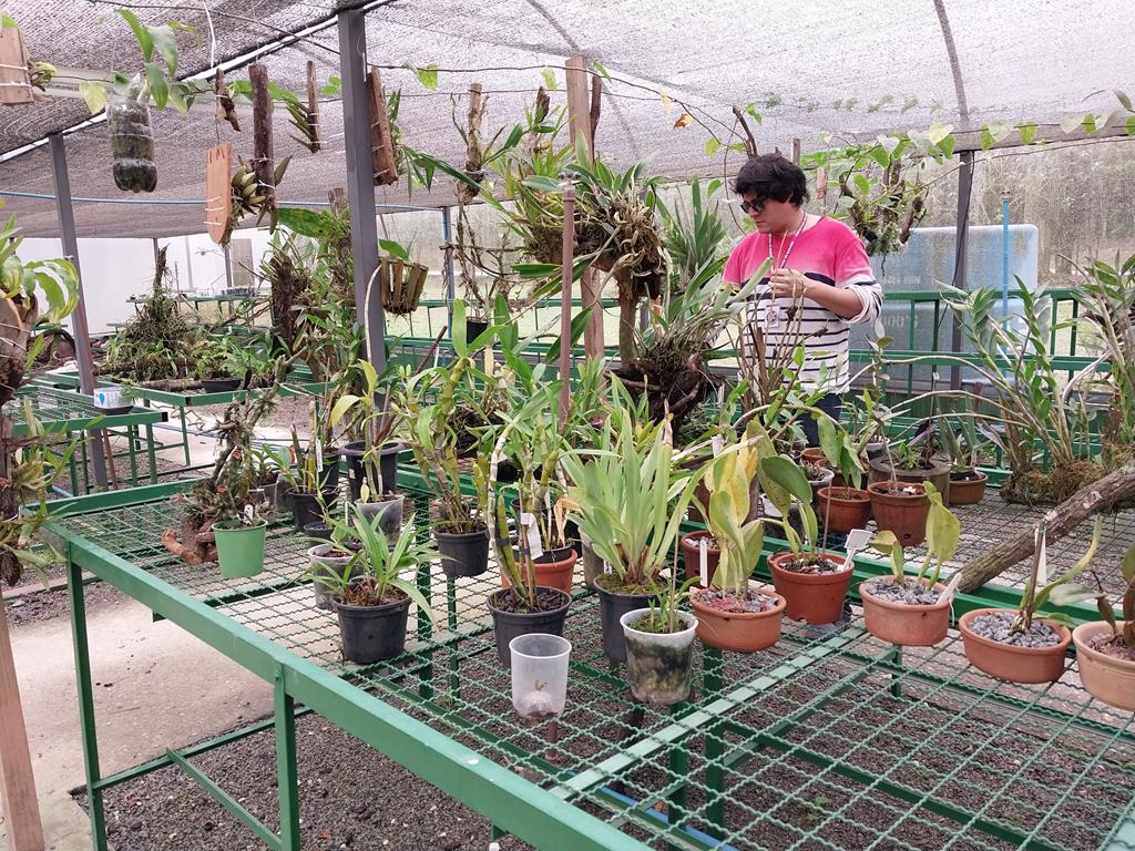 Orquidário municipal será espaço de preservação e aprendizado