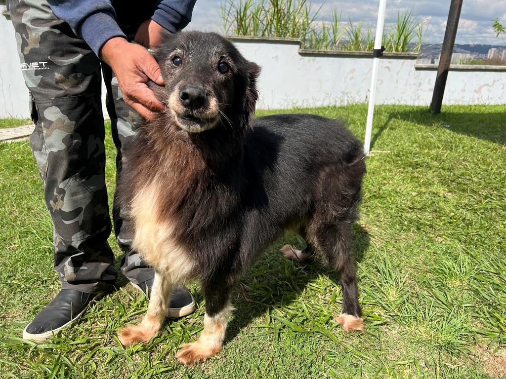Agendamento de castração de pets retorna na quarta-feira