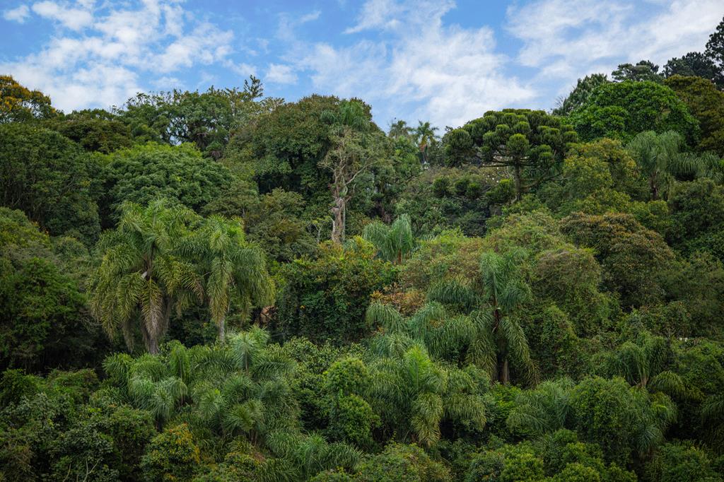 Barueri investe no verde na sustentabilidade ambiental 
