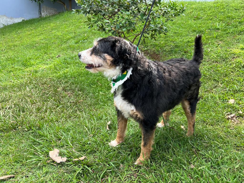 Agendamento de castração de pets abre dia 3: vagas são limitadas