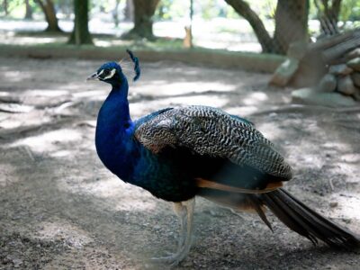 Pavão do Parque Dom José é aposentado e transferido para área protegida