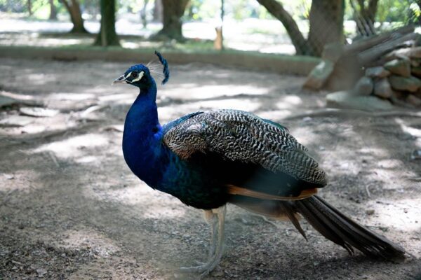 Pavão do Parque Dom José é aposentado e transferido para área protegida