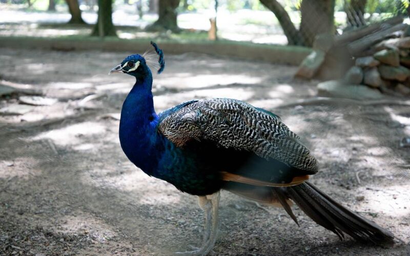 Pavão do Parque Dom José é aposentado e transferido para área protegida