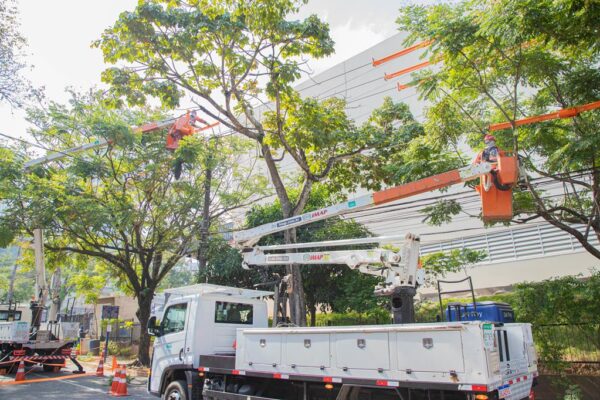 Barueri e Enel iniciam projeto para substituir árvores com risco de queda e reforçar segurança urbana