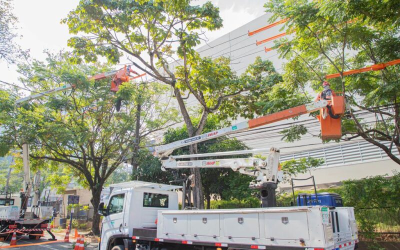 Barueri e Enel iniciam projeto para substituir árvores com risco de queda e reforçar segurança urbana