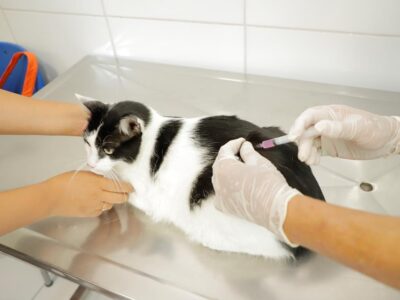 Confira a agenda de vacinação contra a raiva para cães e gatos no mês de junho