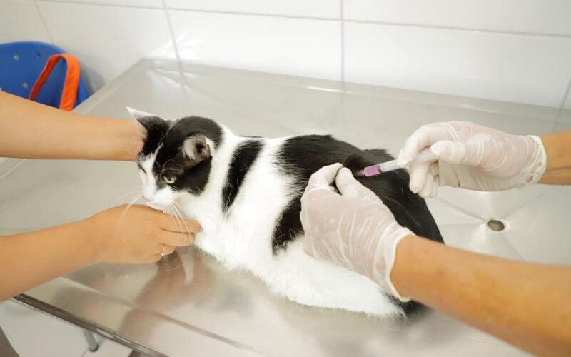 Confira a agenda de vacinação contra a raiva para cães e gatos no mês de junho