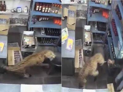 VÍDEO: Leopardo entra em loja de bebidas e ataca vendedor
