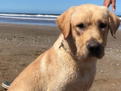 Morreu Quino, o cão que salvou vidas após os sismos na Venezuela