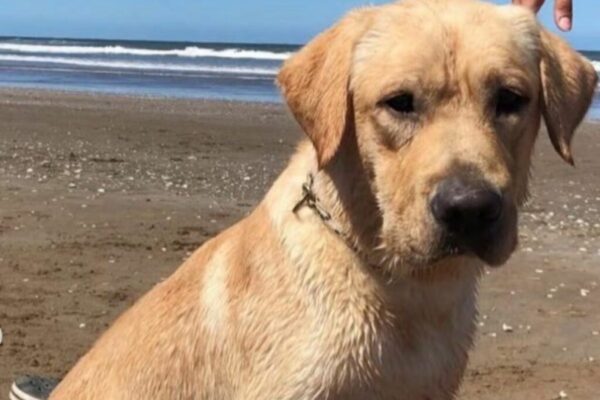 Morreu Quino, o cão que salvou vidas após os sismos na Venezuela