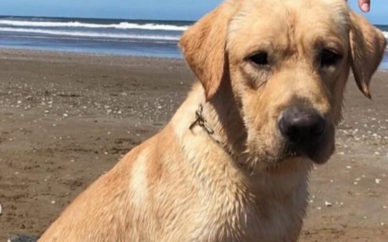 Morreu Quino, o cão que salvou vidas após os sismos na Venezuela